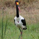 A statuesque Saddle-billed Stork looking for a breakfast of frogs