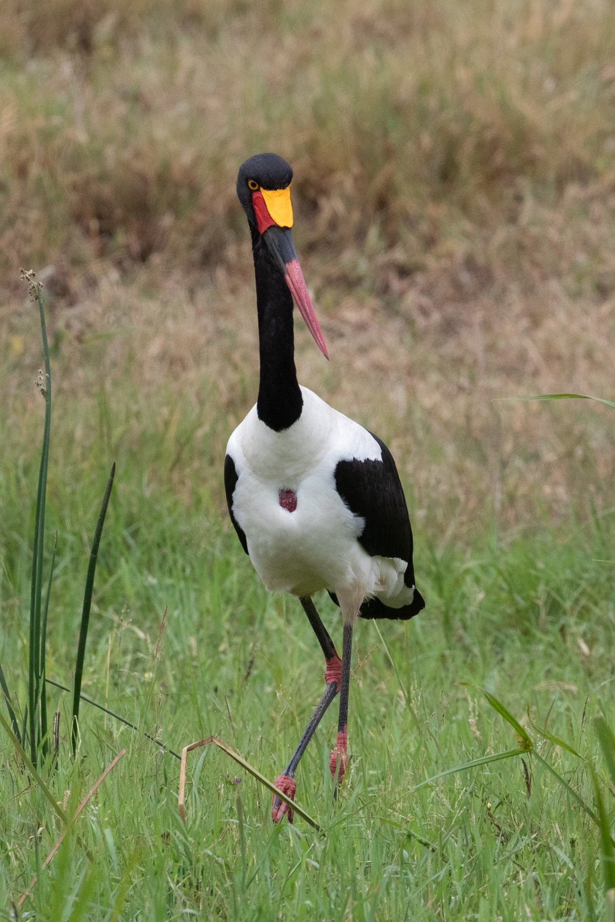 A statuesque Saddle-billed Stork looking for a breakfast of frogs