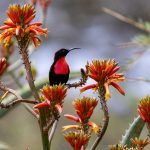 The stunning aspect of travelling in Tanzania during the time of year our tour runs is seeing so many birds in breeding plumage including gorgeous Scarlet-chested Sunbirds