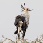 A Secretarybird takes a moment to stare at us in between preening
