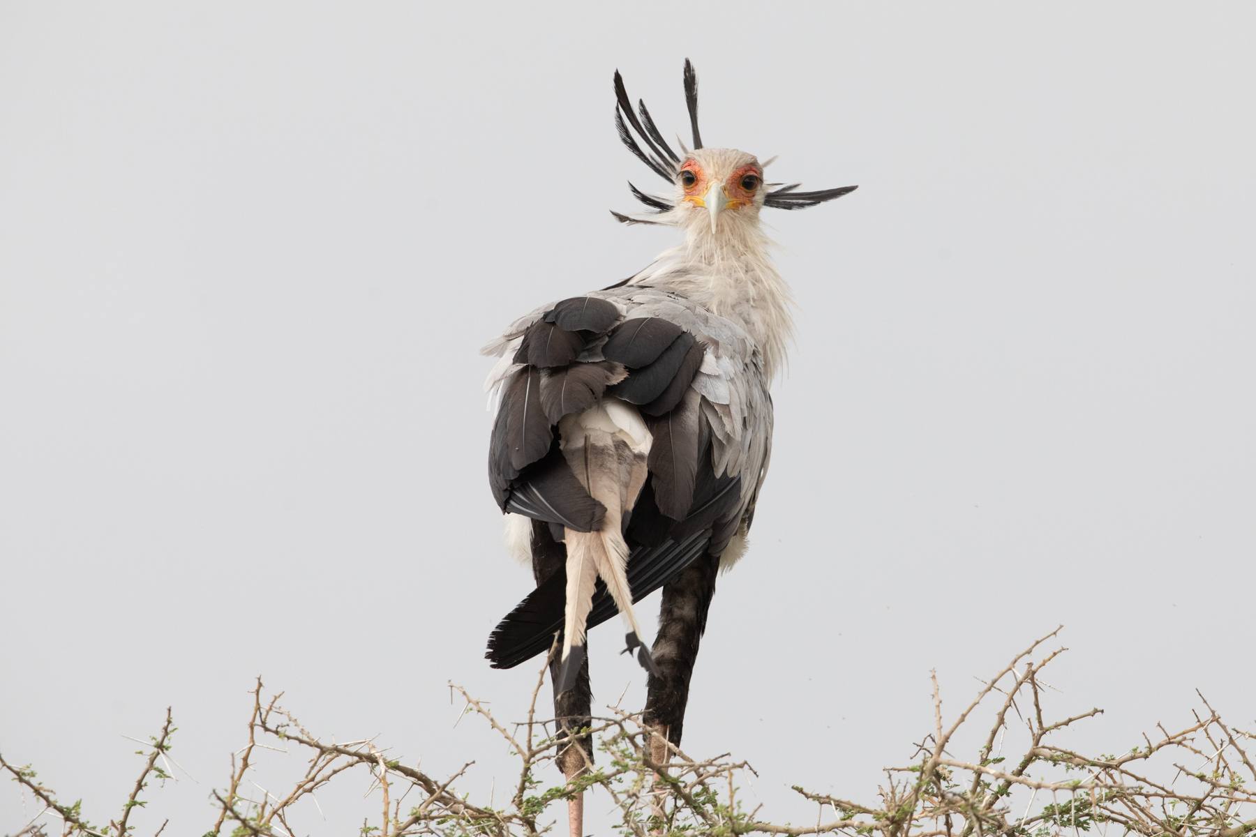A Secretarybird takes a moment to stare at us in between preening