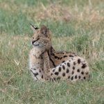 A beautiful Serval scratching an itch