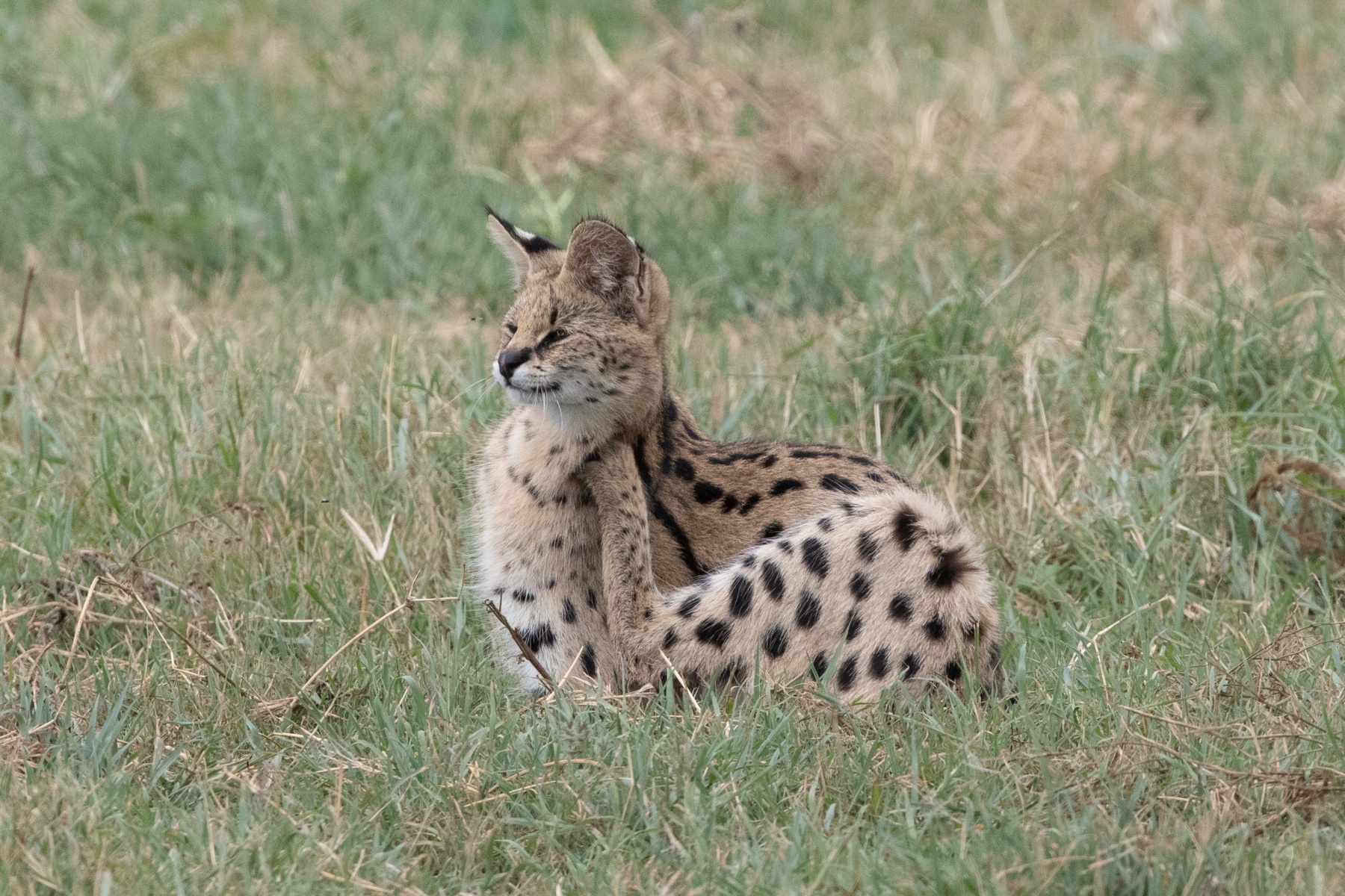 A beautiful Serval scratching an itch