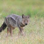 Portrait of a rather tame Side-striped Jackal at Lerai picnic site in Ngorongoro