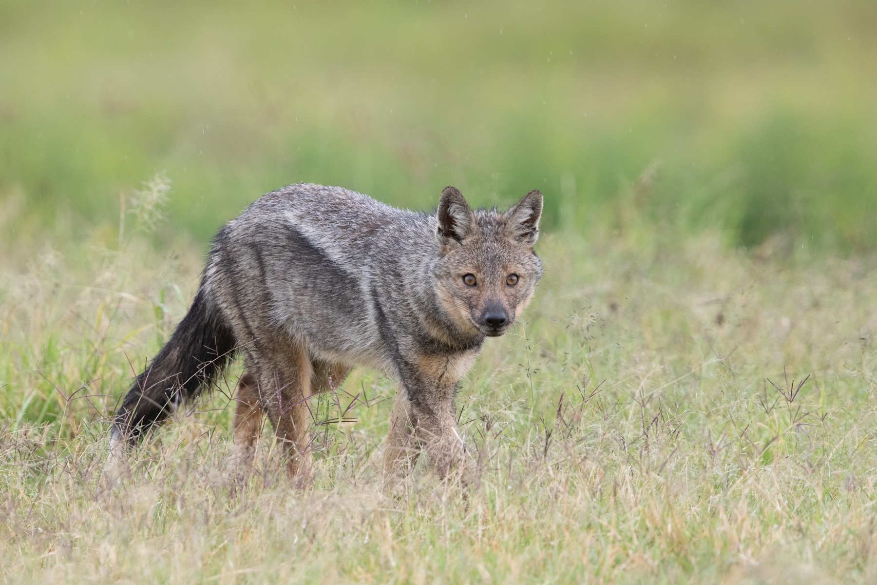 Portrait of a rather tame Side-striped Jackal at Lerai picnic site in Ngorongoro