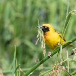 A Speke's Weaver clips off a grass flower to build its nest