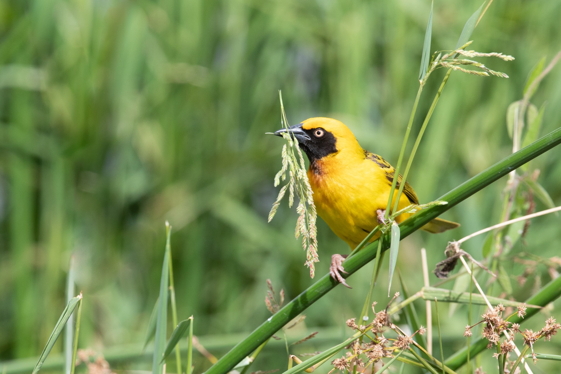 A Speke's Weaver clips off a grass flower to build its nest