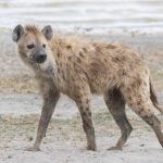 A lone Spotted Hyena prowls the shoreline of the lake in Ngorongoro. He was most likely searching for birds nests with chicks or eggs
