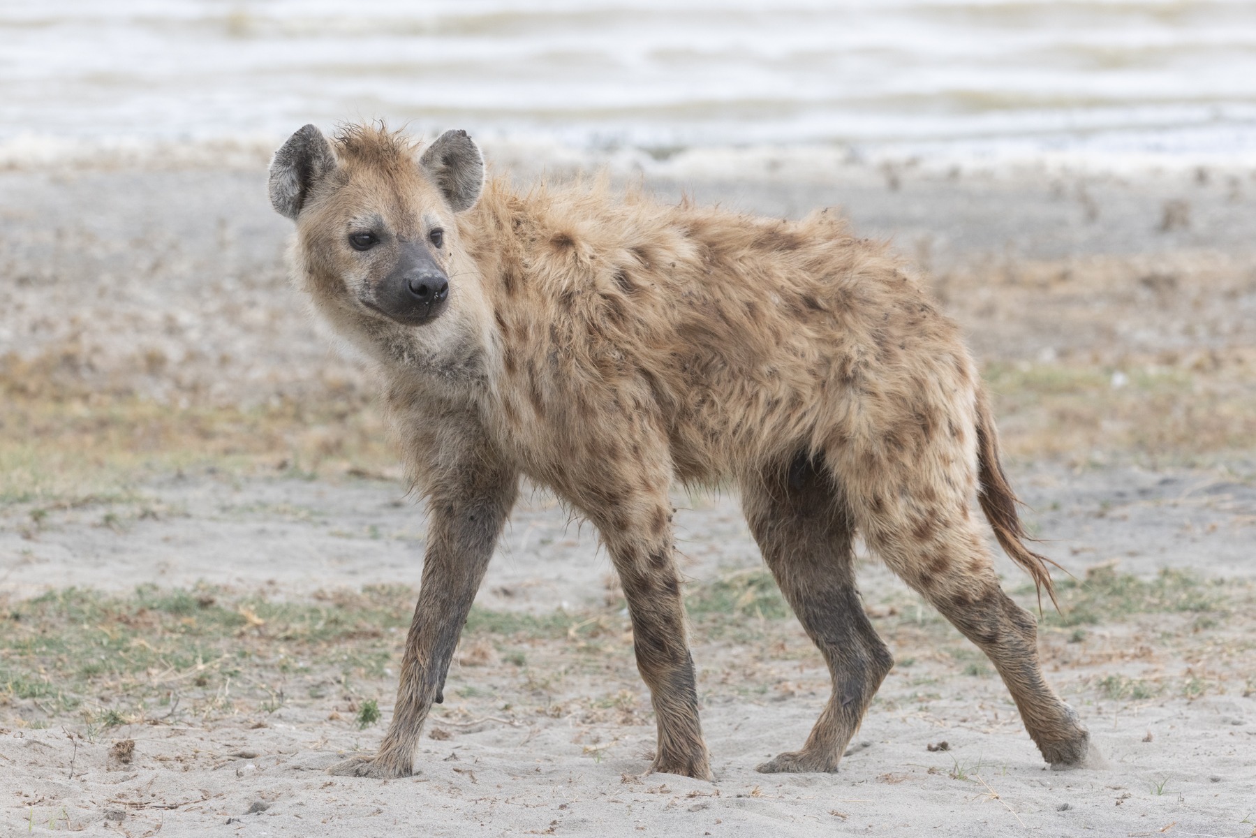 A lone Spotted Hyena prowls the shoreline of the lake in Ngorongoro. He was most likely searching for birds nests with chicks or eggs