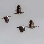 A flock of Spur-winged Geese in flight at Ngorongoro