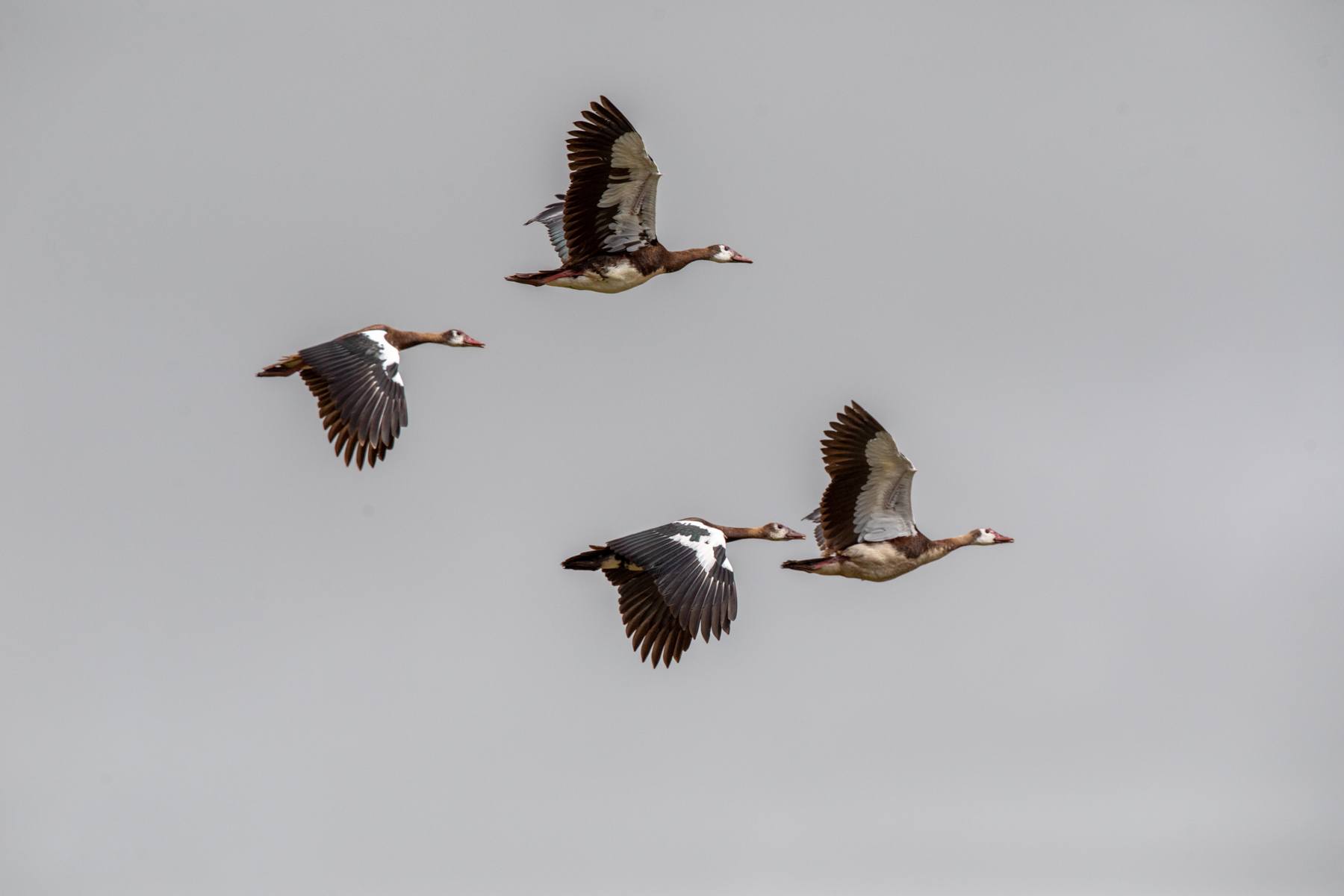 A flock of Spur-winged Geese in flight at Ngorongoro