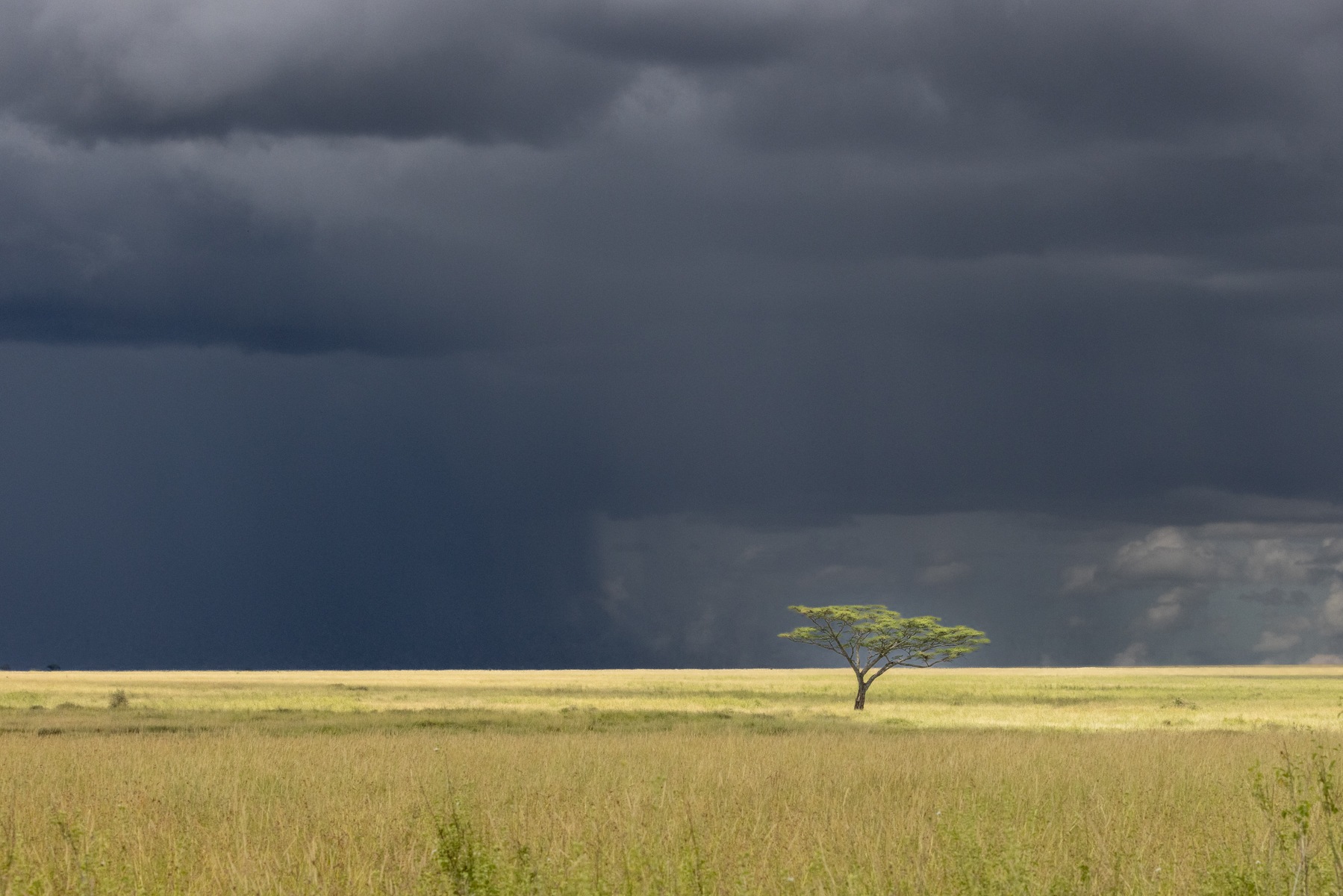 Serengeti storm skies