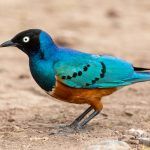 Beautiful Superb Starlings are very common to see on Tanzania safaris but can you ever see too many of them?