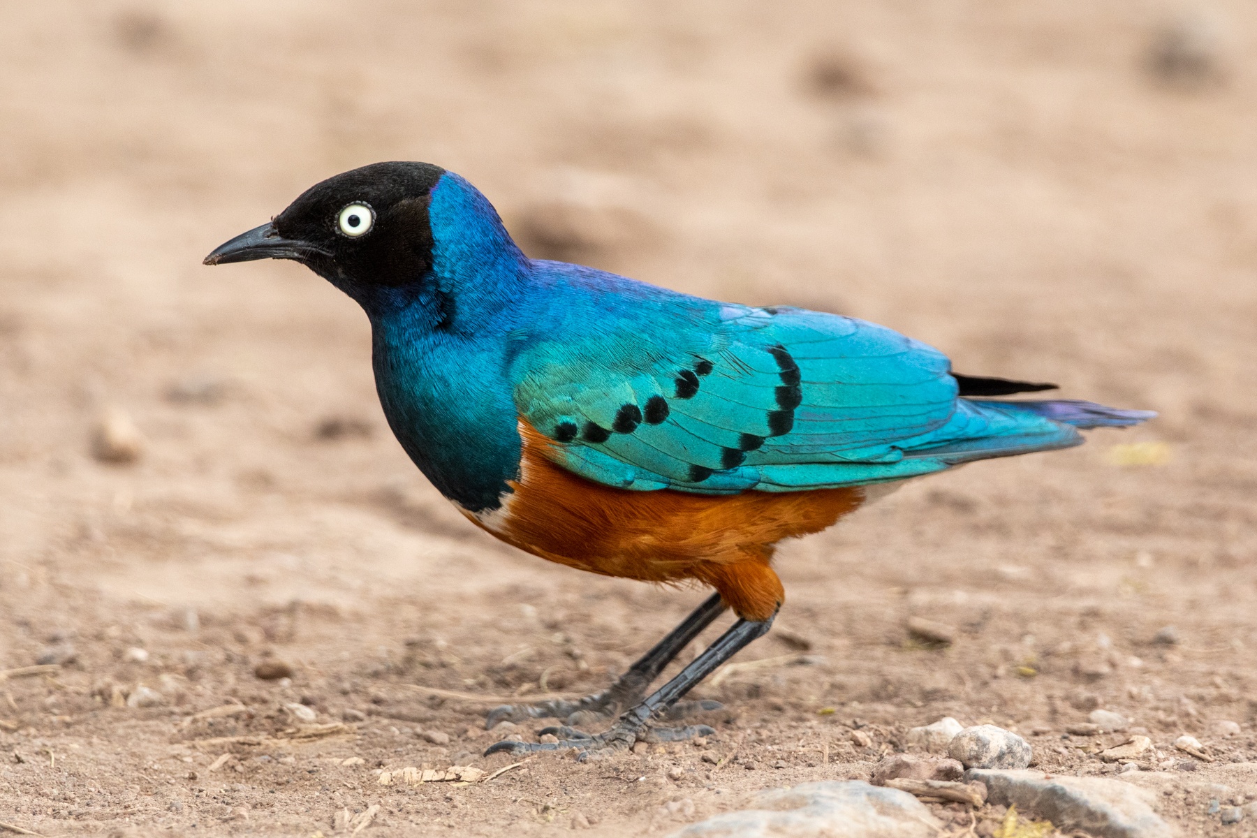 Beautiful Superb Starlings are very common to see on Tanzania safaris but can you ever see too many of them?
