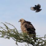 Flying attack! A Fork-tailed Drongo annoying a ruffled Tawny Eagle in the Serengeti