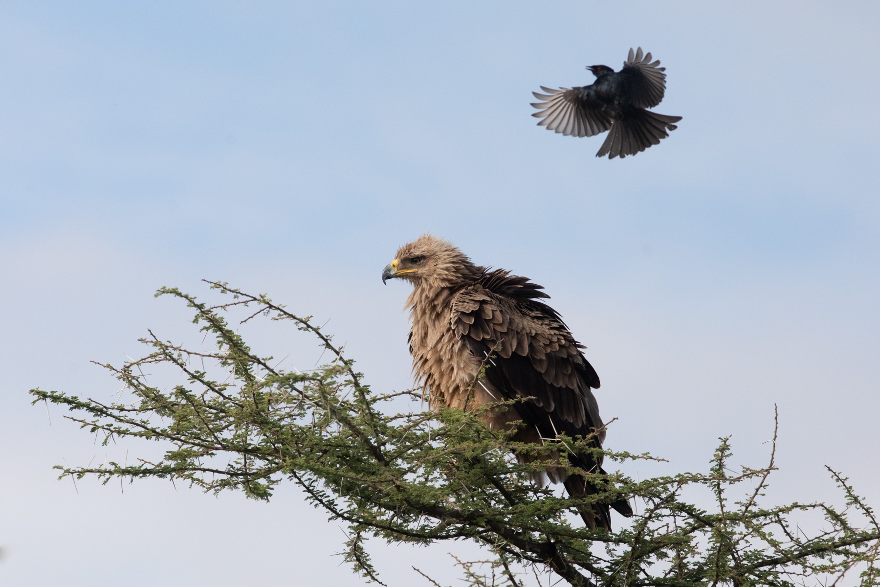 Flying attack! A Fork-tailed Drongo annoying a ruffled Tawny Eagle in the Serengeti