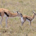 A mother Thompsons Gazelle cleans the bottom of her baby