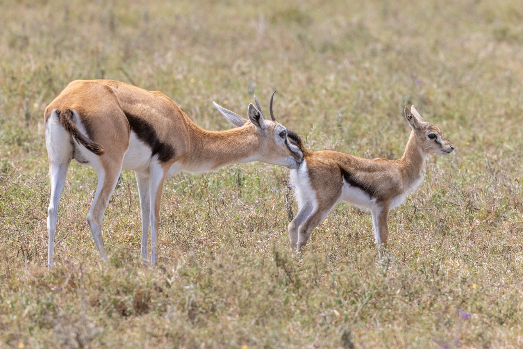 A mother Thompsons Gazelle cleans the bottom of her baby