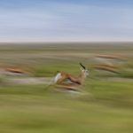 Thompson Gazelle motion blur in Ngorongoro Crater