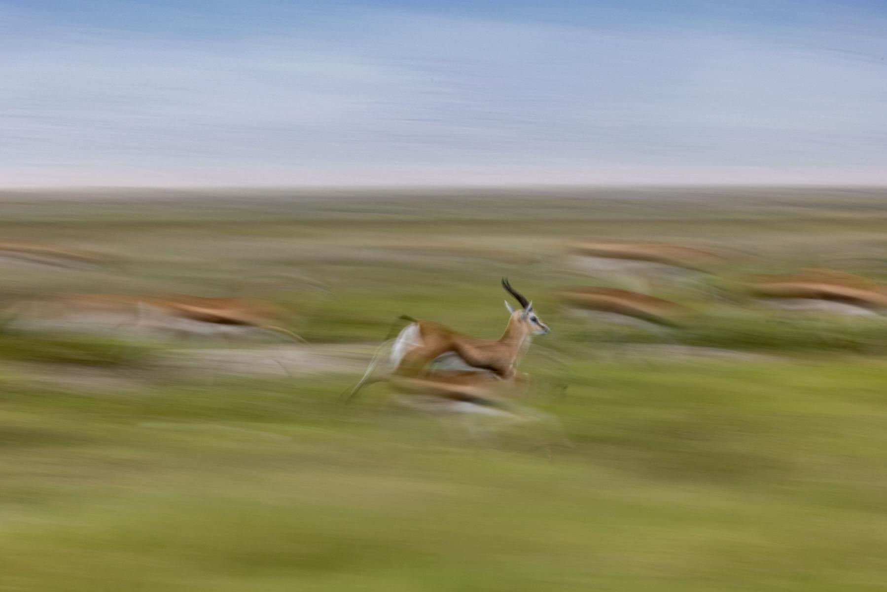 Thompson Gazelle motion blur in Ngorongoro Crater