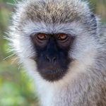 Portrait of a young Vervet Monkey at Lake Manyara