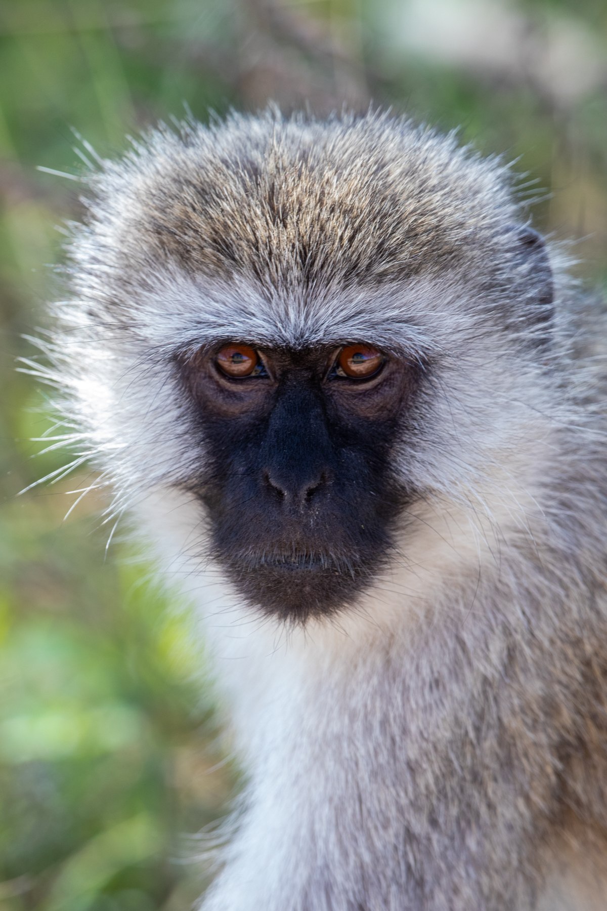 Portrait of a young Vervet Monkey at Lake Manyara