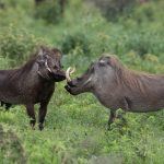 A pair of male Warthogs facing off with each other in an act of aggression