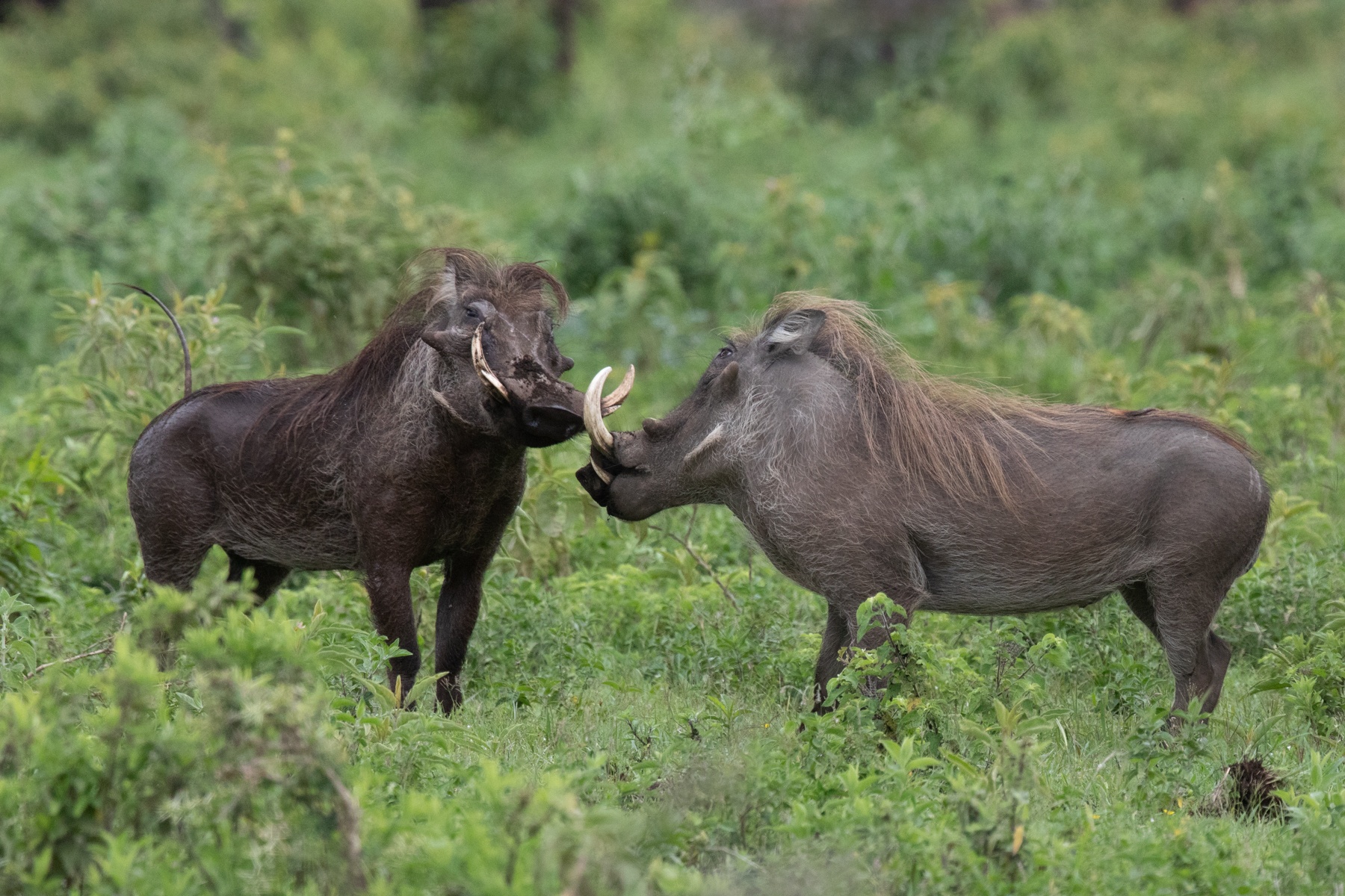 A pair of male Warthogs facing off with each other in an act of aggression
