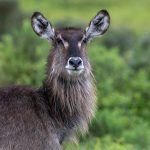 Portrait of a Waterbuck