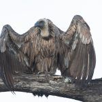 A White-backed Vulture suns itself in the early morning light of the Serengeti