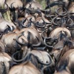 The backs of a wildebeest herd on migration in the Serengeti