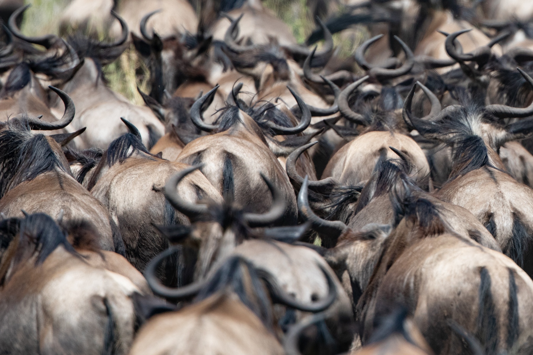 The backs of a wildebeest herd on migration in the Serengeti