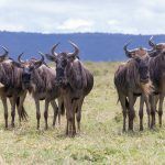 A group of wildebeest stop to look at us during one of our safaris in Ngorongoro