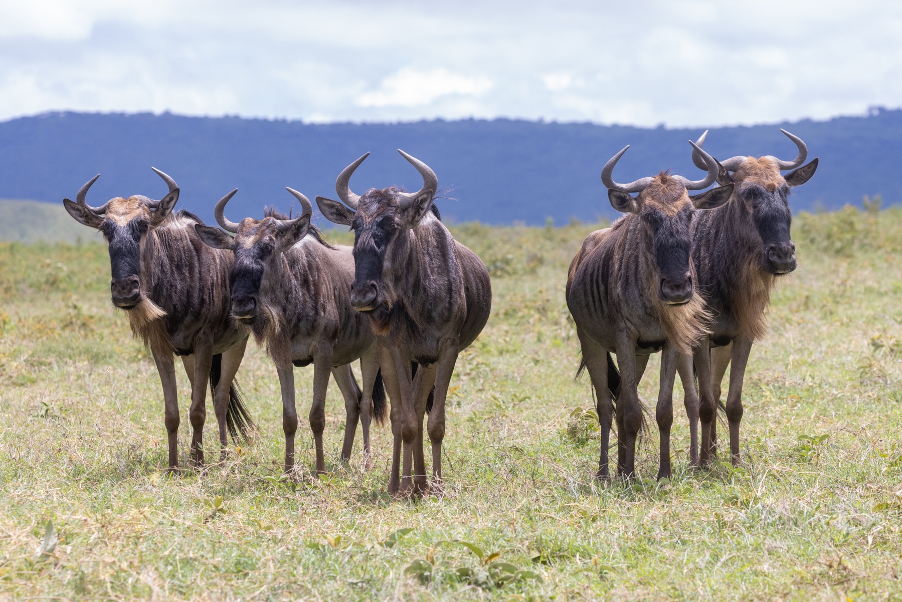 A group of wildebeest stop to look at us during one of our safaris in Ngorongoro