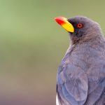 Portrait of a Yellow-billed Oxpecker in Ngorongoro