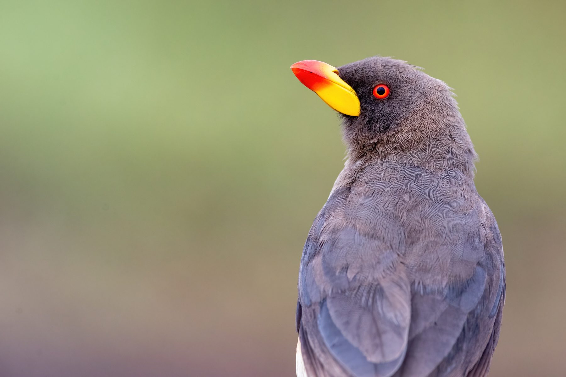 Portrait of a Yellow-billed Oxpecker in Ngorongoro