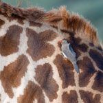 Yellow-billed Oxpecker searching the fur on a giraffe's neck for food