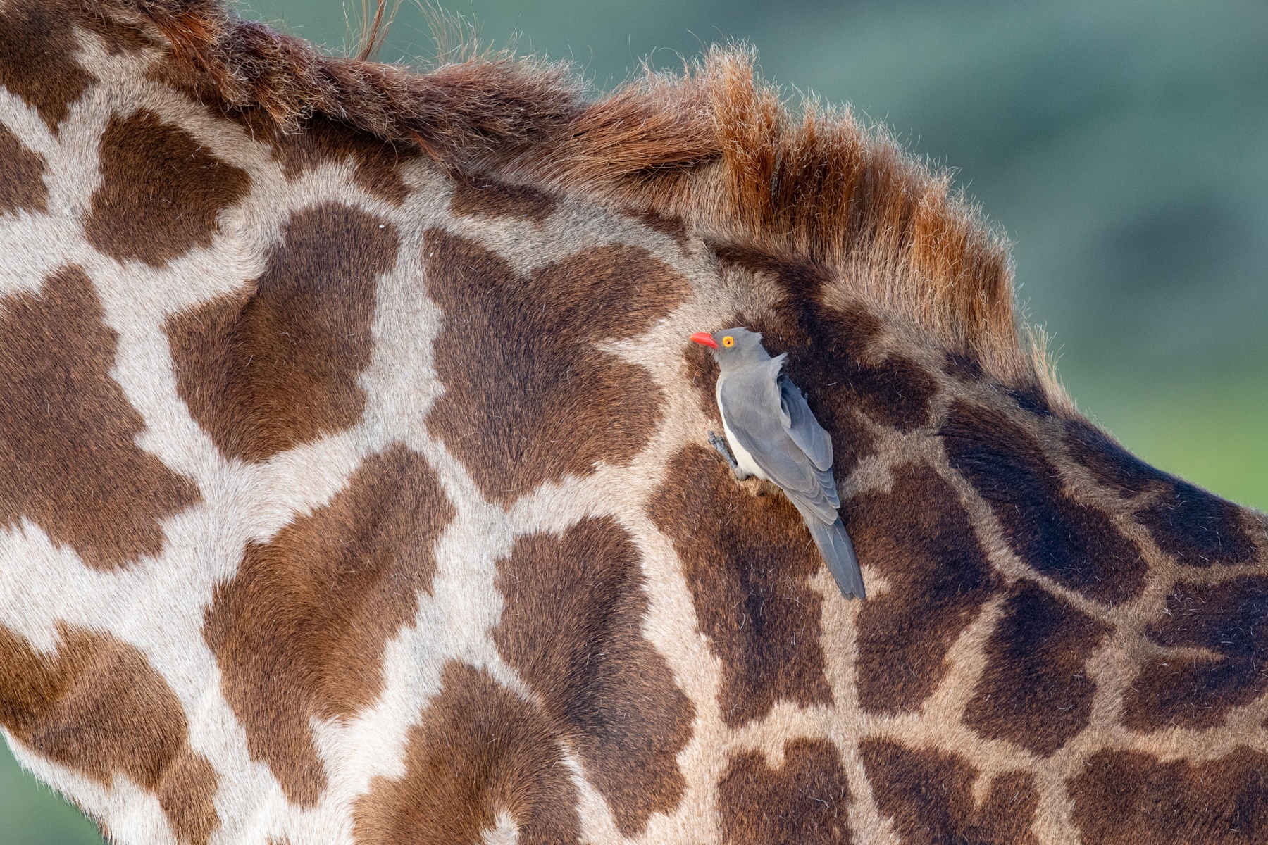 Yellow-billed Oxpecker searching the fur on a giraffe's neck for food