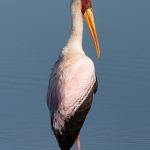 A beautiful Yellow-billed Stork on the drive to Lake Masek at Ndutu