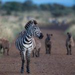 A zebra contemplates a menacing pack of hyenas on one of our early morning safaris in the Serengeti
