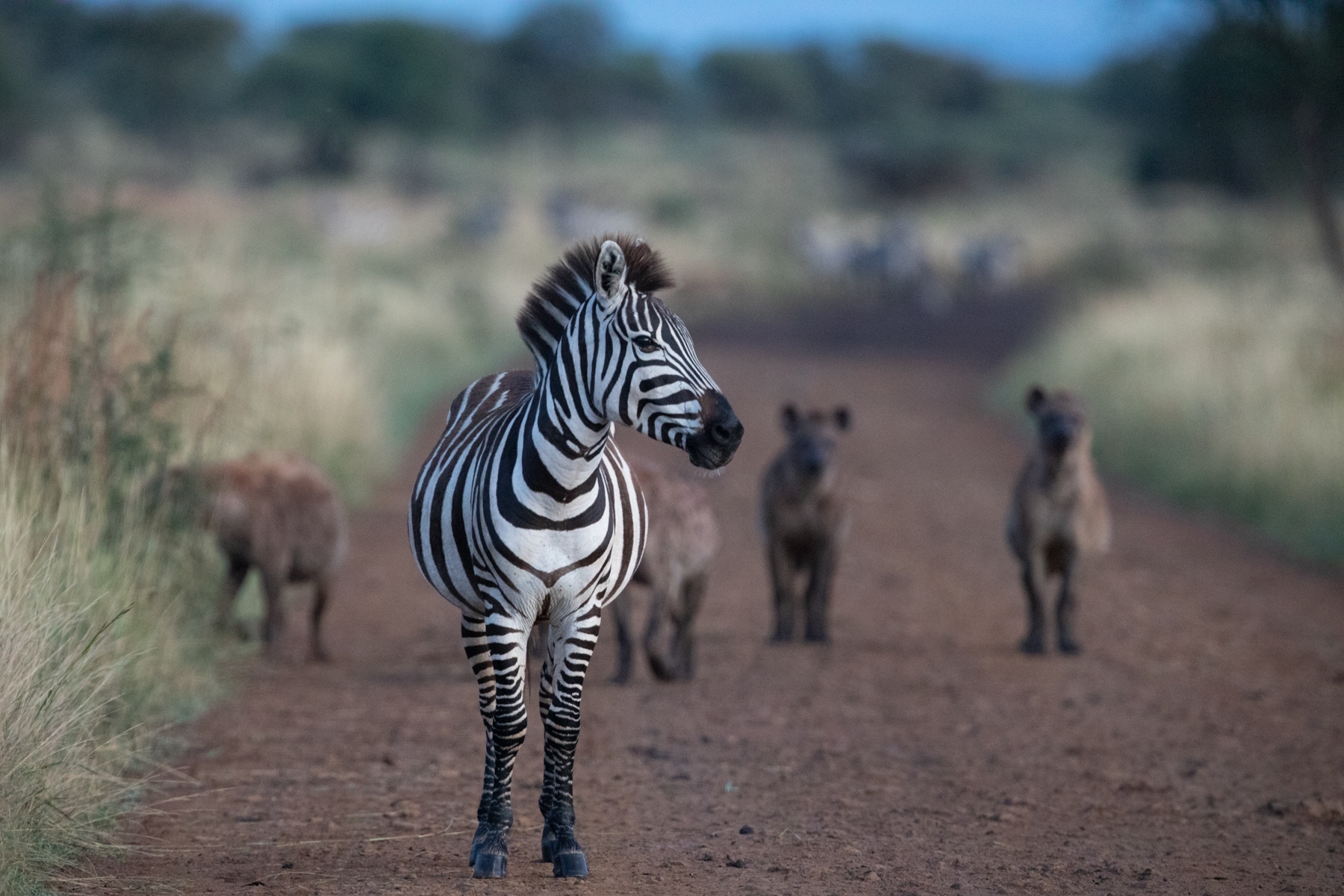 A zebra contemplates a menacing pack of hyenas on one of our early morning safaris in the Serengeti