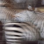 Wild Zebra motion blurs in Ngorongoro on our Tanzania photo tour