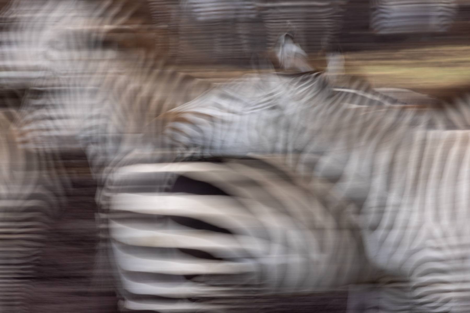 Wild Zebra motion blurs in Ngorongoro on our Tanzania photo tour