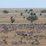 An ocean of Zebra posteriors at one of the migration herds in the Serengeti