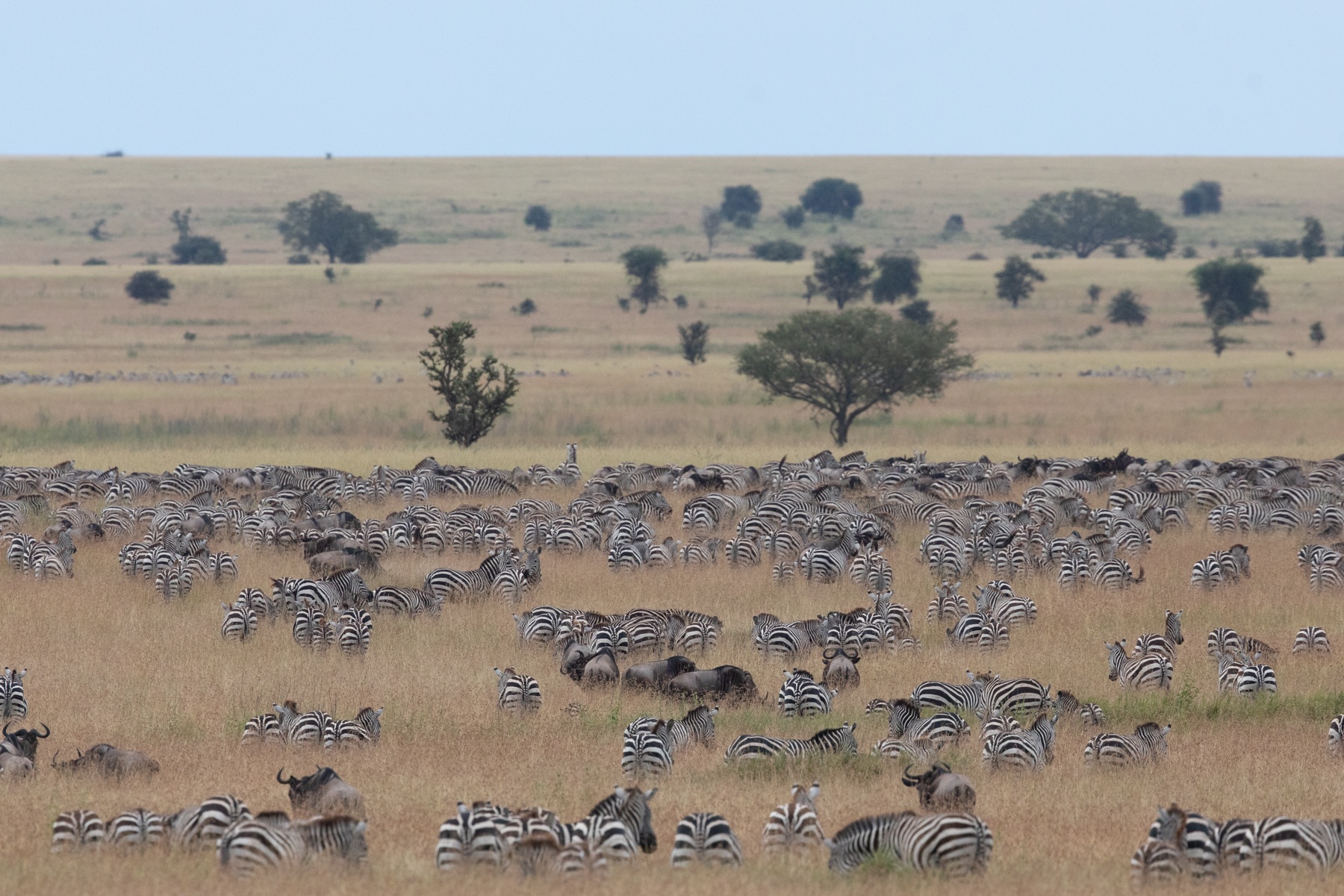 An ocean of Zebra posteriors at one of the migration herds in the Serengeti