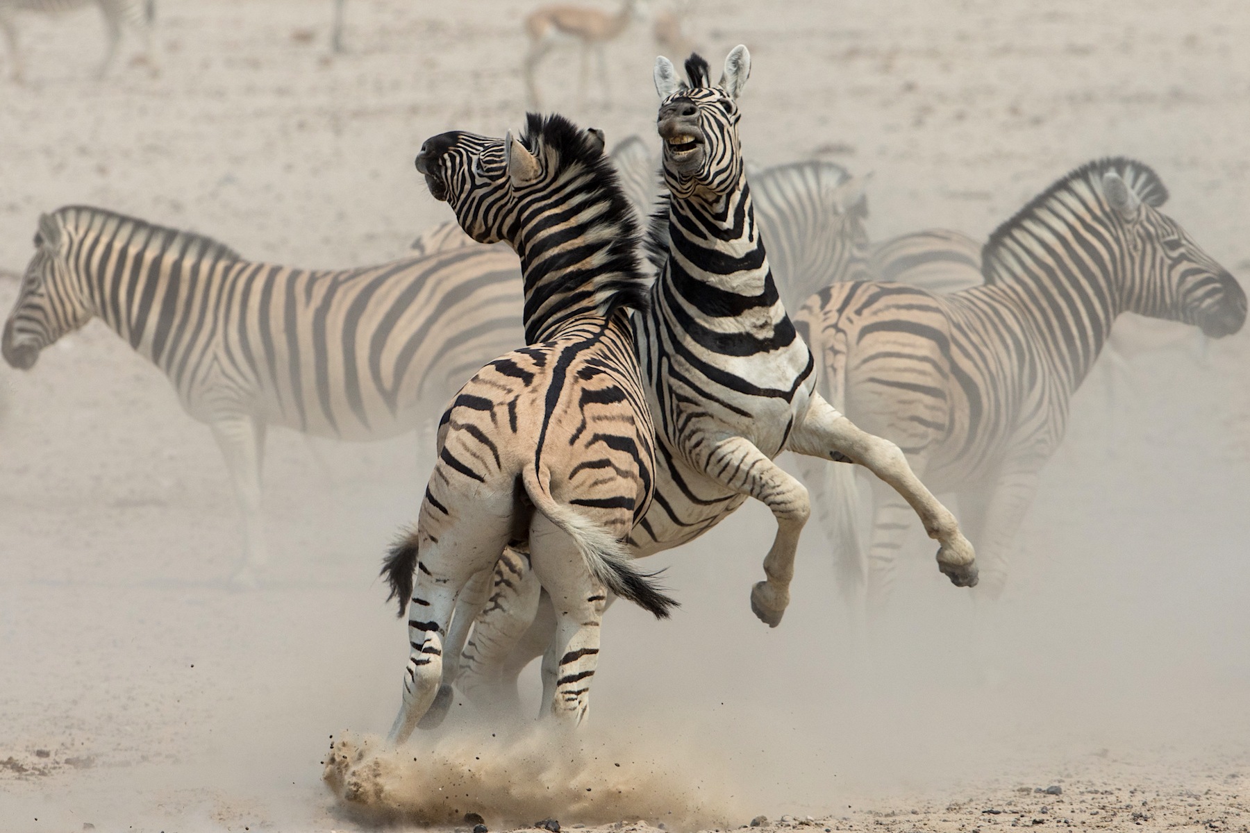 Burchell's Zebras fight it out in the dust of Etosha
