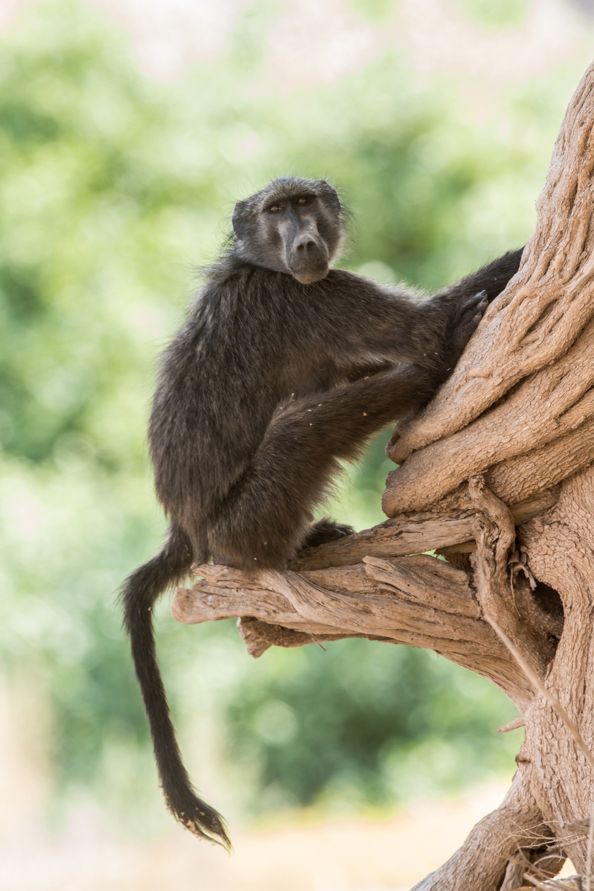 A Chacma Baboon seeks shade in a tree of the Hoanib ephemeral river during our Namibia wildlife photography tour