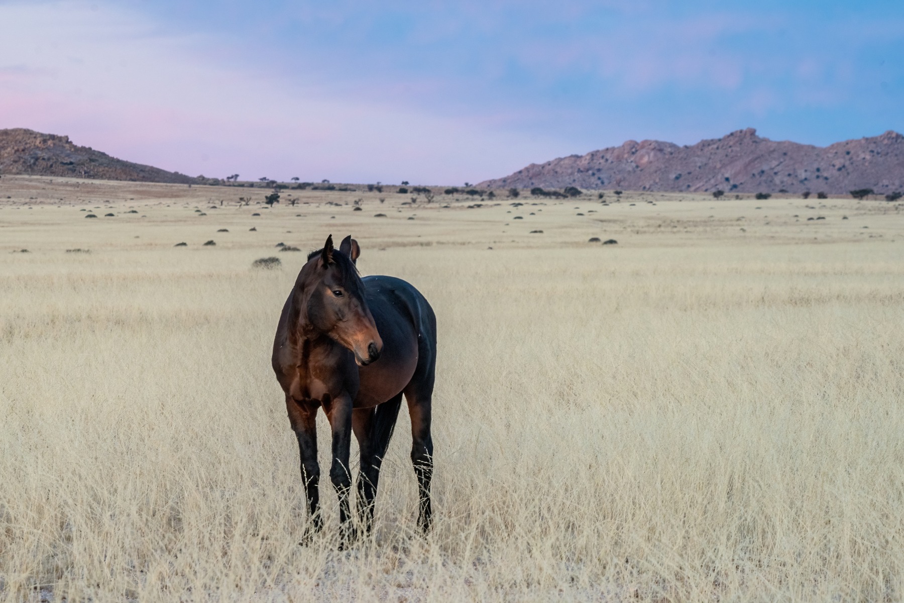 A desert horse in the glow of dusk on our Namibia photography tour