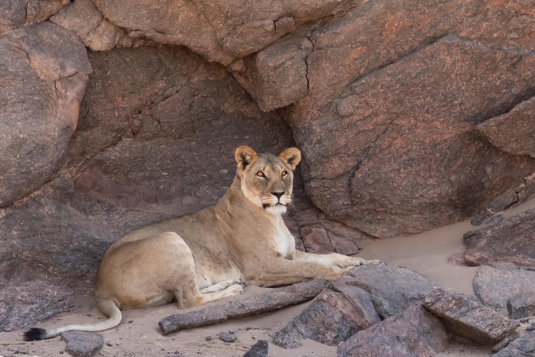 Searching for desert lions on our Namibia wildlife photography tour