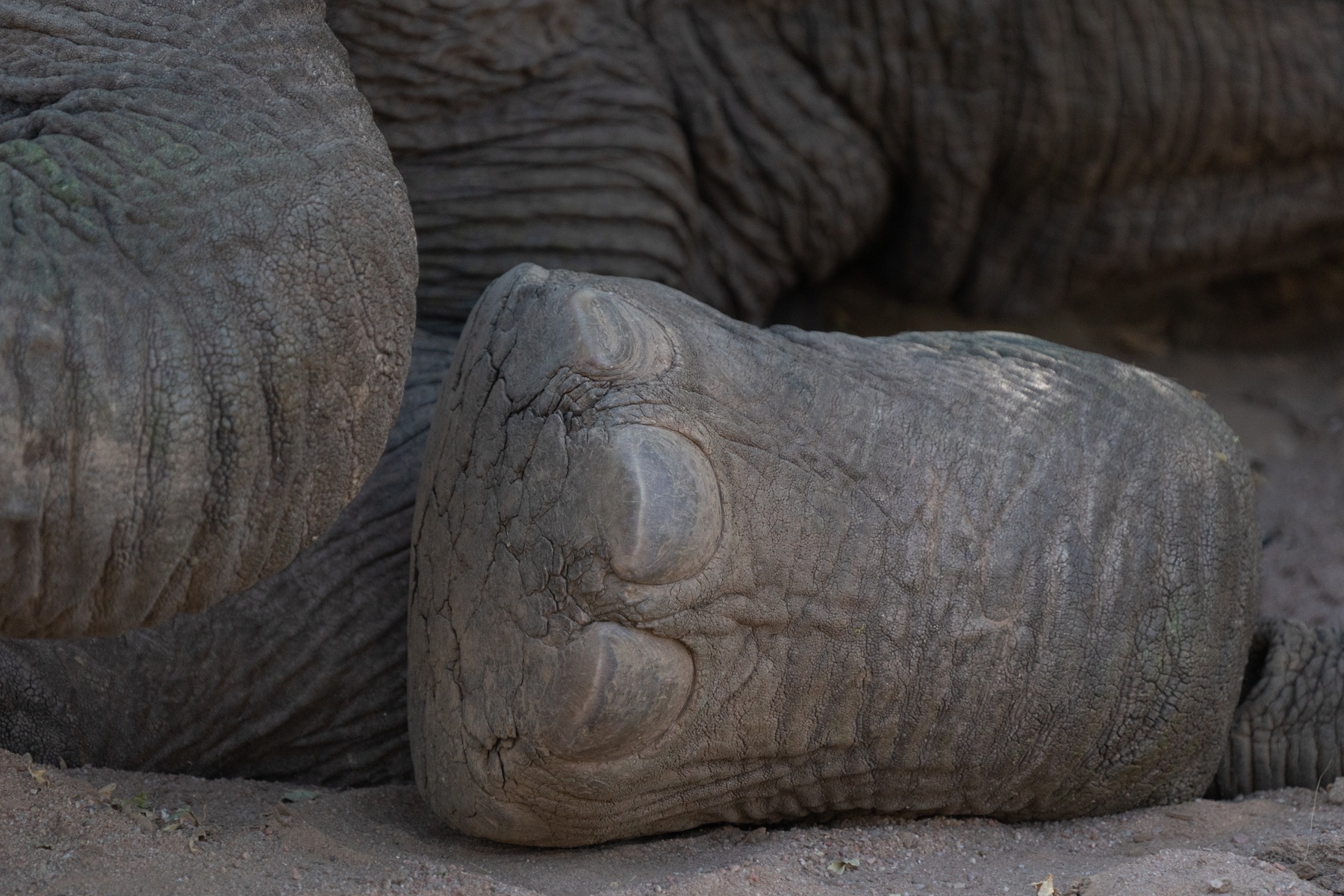 Close up of an elephant's foot in Namibia on our wildlife photography tour